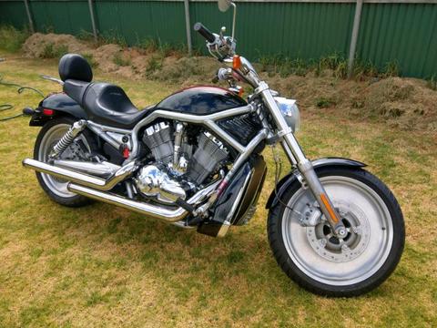 2004 vrod vrsca