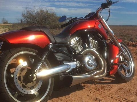 Harley Davidson vrod muscle